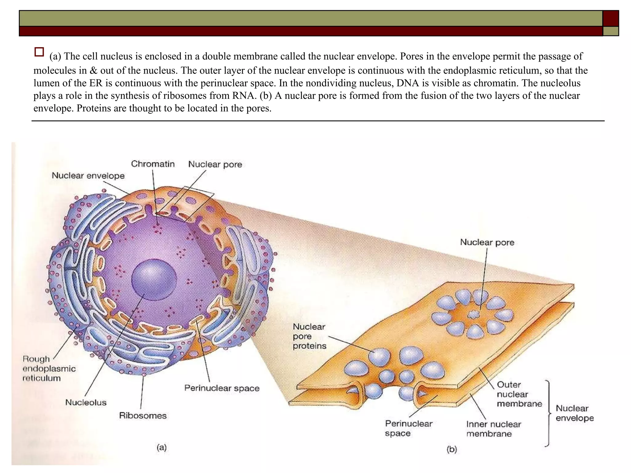 Introduction to physiology lecture | PPT
