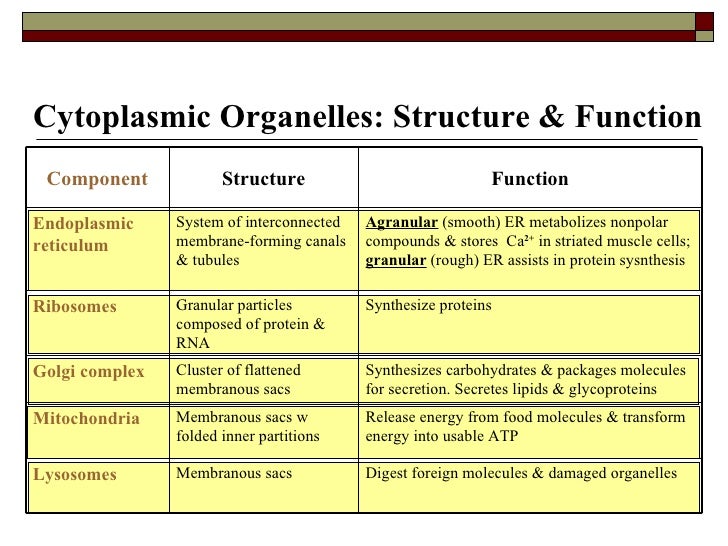 Introduction to physiology lecture