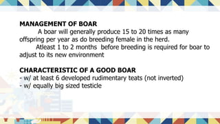 MANAGEMENT OF BOAR
A boar will generally produce 15 to 20 times as many
offspring per year as do breeding female in the herd.
Atleast 1 to 2 months before breeding is required for boar to
adjust to its new environment
CHARACTERISTIC OF A GOOD BOAR
- w/ at least 6 developed rudimentary teats (not inverted)
- w/ equally big sized testicle
 