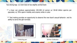 has strong legs w/ even toes & has slightly arched back
** a boar can produce approximately 150-200 ml semen w/ 30-60 billion sperms per
ejaculate; w/ 70% sperm motility and creamy white in color
** Test mating provides an opportunity to observe the new boar’s sexual behavior and its
ability to serve the gilt normally
 