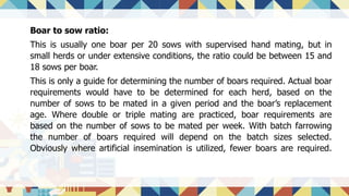 Boar to sow ratio:
This is usually one boar per 20 sows with supervised hand mating, but in
small herds or under extensive conditions, the ratio could be between 15 and
18 sows per boar.
This is only a guide for determining the number of boars required. Actual boar
requirements would have to be determined for each herd, based on the
number of sows to be mated in a given period and the boar’s replacement
age. Where double or triple mating are practiced, boar requirements are
based on the number of sows to be mated per week. With batch farrowing
the number of boars required will depend on the batch sizes selected.
Obviously where artificial insemination is utilized, fewer boars are required.
 