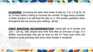 -FLUSHING: increasing the daily feed intake of gilts by .5 to 1.0 kg for 10
to 14 days before mating to increase the number of eggs being ovulated.
A better practice is to self-feed the gilts w/ a 14% protein gestation ration
throughout the pre-service (pre-mating) period.
-FIRST BREEDING RECOMMENDATION: breed gilts at 8 months and
110 – 120 kg. Gilts should have their first litter at one-year of age. It is
further recommended that gilt be bred on the 2nd heat cycle when the
animal is on its standing heat (time when female is receptive)
 