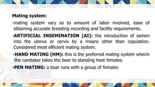 Mating system:
-mating system vary as to amount of labor involved, ease of
obtaining accurate breeding recording and facility requirements.
-ARTIFICIAL INSEMINATION (AI): the introduction of semen
into the uterus or cervix by a means other than copulation.
Considered most efficient mating system.
-HAND MATING (HM): this is the preferred mating system wherin
the caretaker takes the boar to standing heat females.
-PEN MATING: a boar runs with a group of females
 