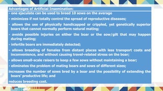 Advantages of Artificial Insemination:
- one ejaculate can be used to breed 10 sows on the average
- minimizes if not totally control the spread of reproductive diseases;
- allows the use of physically handicapped or crippled, yet genetically superior
boars that cannot normally perform natural mating;
- avoids possible injuries on either the boar or the sow/gilt that may happen
during mating;
- infertile boars are immediately detected;
- allows breeding of females from distant places with less transport costs and
inconvenience, and without causing travel-related stress on the boar;
- allows small-scale raisers to keep a few sows without maintaining a boar;
- eliminates the problem of mating boars and sows of different sizes;
increases the number of sows bred by a boar and the possibility of extending the
boars’ productive life; and
reduces breeding cost.
 