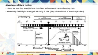 Advantages of Hand Mating:
- raisers are sure that sows/gilt have been bred and are certain on the breeding date
- allows easy checking for sows/gilts returning to heat (easy determination of anestrus problem)
 