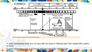 ** when Insemenating twice, do it 12 hours after the onset of “standing heat”, then reapeat after another
12 hours.
** when insemenating once, do it 24 hours after the onset of the “standing heat”
 