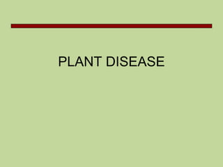 PLANT DISEASE
 