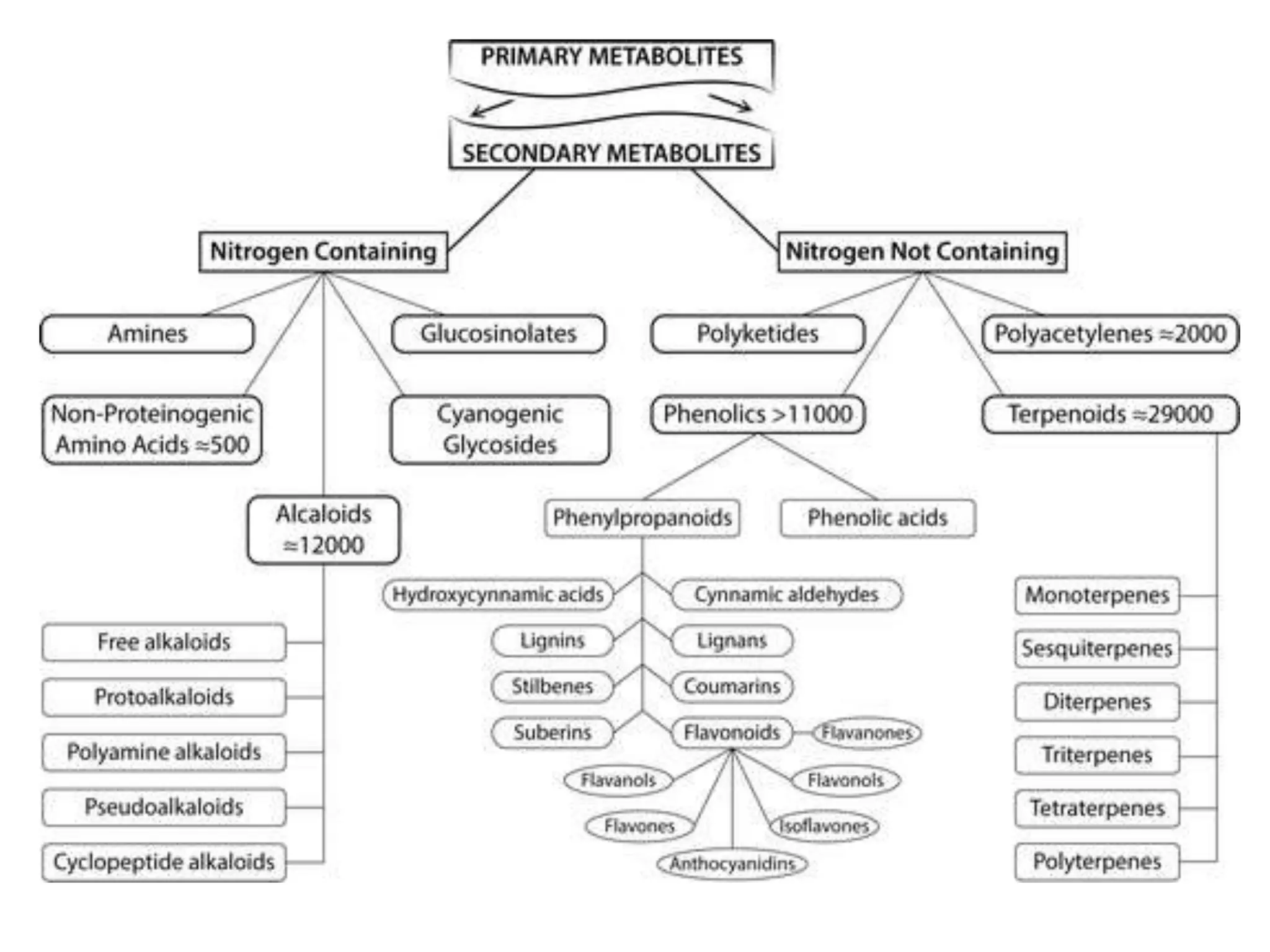 Introduction to plant metabolities | PPTX