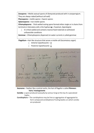 Flagellum – Hair like structure that serves a motile cell (locomotory organ)
 Anterior (episthocont) –
 Posterior (opisthocont) -
Axoneme – feather like a central rachis, the hair of flagella is called flimmers
hairs/ mastogoneme
Conidia- a spore produced asexually by various fungi at the tip of a specialized
hypha.
Conidiophore – The conidiophore may be free or aggregation of aggregated to
form compound conidiophore/ fruiting bodies on which conidia
are produced
Zoospores – Motile asexual spores of Oomycota produced with in zoosporngium.
They are always naked (without cell wall)
Planospores = motile spores = Swarm spores
Aplanospores = non motile spores
Chlamydopsores - Thick walled resting spore formed either single or in chains from
terminal or intercalary cells o the hyphae eg – Fusarium, Saprolegnia
 It is thick walled and contains reserve food materials to withstand
unfoavorble conditions
Gemmae – Chlamydospores dispersed inn water currents is called gemmae
 