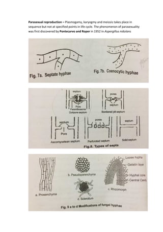 Parasexual reproduction – Plasmogamy, karyogmy and meiosis takes place in
sequence but not at specified points in life cycle. The phenomenon of parasexuality
was first discovered by Pontecarvo and Roper in 1952 in Aspergillus nidulans
 
