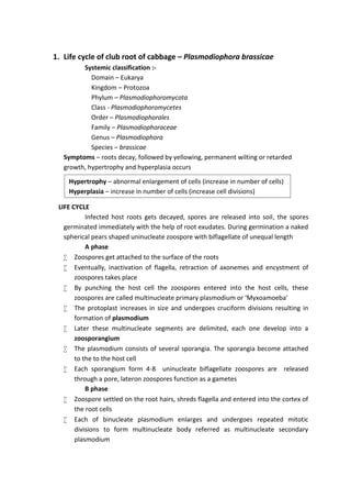 1. Life cycle of club root of cabbage – Plasmodiophora brassicae
Systemic classification :-
Domain – Eukarya
Kingdom – Protozoa
Phylum – Plasmodiophoromycota
Class - Plasmodiophoromycetes
Order – Plasmodiophorales
Family – Plasmodiophoraceae
Genus – Plasmodiophora
Species – brassicae
Symptoms – roots decay, followed by yellowing, permanent wilting or retarded
growth, hypertrophy and hyperplasia occurs
LIFE CYCLE
Infected host roots gets decayed, spores are released into soil, the spores
germinated immediately with the help of root exudates. During germination a naked
spherical pears shaped uninucleate zoospore with biflagellate of unequal length
A phase
 Zoospores get attached to the surface of the roots
 Eventually, inactivation of flagella, retraction of axonemes and encystment of
zoospores takes place
 By punching the host cell the zoospores entered into the host cells, these
zoospores are called multinucleate primary plasmodium or ‘Myxoamoeba’
 The protoplast increases in size and undergoes cruciform divisions resulting in
formation of plasmodium
 Later these multinucleate segments are delimited, each one develop into a
zoosporangium
 The plasmodium consists of several sporangia. The sporangia become attached
to the to the host cell
 Each sporangium form 4-8 uninucleate biflagellate zoospores are released
through a pore, lateron zoospores function as a gametes
B phase
 Zoospore settled on the root hairs, shreds flagella and entered into the cortex of
the root cells
 Each of binucleate plasmodium enlarges and undergoes repeated mitotic
divisions to form multinucleate body referred as multinucleate secondary
plasmodium
Hypertrophy – abnormal enlargement of cells (increase in number of cells)
Hyperplasia – increase in number of cells (increase cell divisions)
 