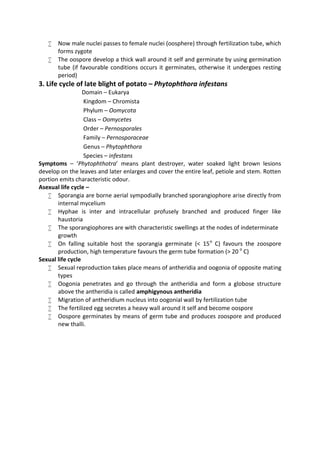  Now male nuclei passes to female nuclei (oosphere) through fertilization tube, which
forms zygote
 The oospore develop a thick wall around it self and germinate by using germination
tube (if favourable conditions occurs it germinates, otherwise it undergoes resting
period)
3. Life cycle of late blight of potato – Phytophthora infestans
Domain – Eukarya
Kingdom – Chromista
Phylum – Oomycota
Class – Oomycetes
Order – Pernosporales
Family – Pernosporaceae
Genus – Phytophthora
Species – infestans
Symptoms – ‘Phytophthotra’ means plant destroyer, water soaked light brown lesions
develop on the leaves and later enlarges and cover the entire leaf, petiole and stem. Rotten
portion emits characteristic odour.
Asexual life cycle –
 Sporangia are borne aerial sympodially branched sporangiophore arise directly from
internal mycelium
 Hyphae is inter and intracellular profusely branched and produced finger like
haustoria
 The sporangiophores are with characteristic swellings at the nodes of indeterminate
growth
 On falling suitable host the sporangia germinate (< 15o
C) favours the zoospore
production, high temperature favours the germ tube formation (> 20 o
C)
Sexual life cycle
 Sexual reproduction takes place means of antheridia and oogonia of opposite mating
types
 Oogonia penetrates and go through the antheridia and form a globose structure
above the antheridia is called amphigynous antheridia
 Migration of antheridium nucleus into oogonial wall by fertilization tube
 The fertilized egg secretes a heavy wall around it self and become oospore
 Oospore germinates by means of germ tube and produces zoospore and produced
new thalli.
 