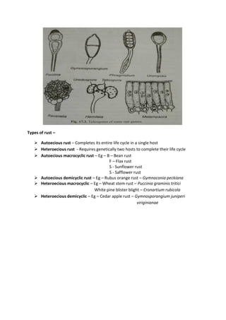 Types of rust –
 Autoecious rust – Completes its entire life cycle in a single host
 Heteroecious rust - Requires genetically two hosts to complete their life cycle
 Autoecious macrocyclic rust – Eg – B – Bean rust
F – Flax rust
S - Sunflower rust
S - Safflower rust
 Autoecious demicyclic rust – Eg – Rubus orange rust – Gymnoconia peckiana
 Heteroecious macrocyclic – Eg – Wheat stem rust – Puccinia graminis tritici
White pine blister blight – Cronartium rubicola
 Heteroecious demicyclic – Eg – Cedar apple rust – Gymnosporangium juniperi
viriginianae
 