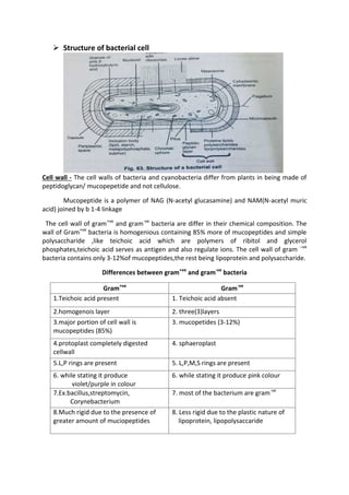  Structure of bacterial cell
Cell wall - The cell walls of bacteria and cyanobacteria differ from plants in being made of
peptidoglycan/ mucopepetide and not cellulose.
Mucopeptide is a polymer of NAG (N-acetyl glucasamine) and NAM(N-acetyl muric
acid) joined by b 1-4 linkage
The cell wall of gram+ve
and gram-ve
bacteria are differ in their chemical composition. The
wall of Gram+ve
bacteria is homogenious containing 85% more of mucopeptides and simple
polysaccharide ,like teichoic acid which are polymers of ribitol and glycerol
phosphates,teichoic acid serves as antigen and also regulate ions. The cell wall of gram –ve
bacteria contains only 3-12%of mucopeptides,the rest being lipoprotein and polysaccharide.
Differences between gram+ve
and gram-ve
bacteria
Gram+ve
Gram-ve
1.Teichoic acid present 1. Teichoic acid absent
2.homogenois layer 2. three(3)layers
3.major portion of cell wall is
mucopeptides (85%)
3. mucopetides (3-12%)
4.protoplast completely digested
cellwall
4. sphaeroplast
5.L,P rings are present 5. L,P,M,S rings are present
6. while stating it produce
violet/purple in colour
6. while stating it produce pink colour
7.Ex.bacillus,streptomycin,
Corynebacterium
7. most of the bacterium are gram-ve
8.Much rigid due to the presence of
greater amount of muciopeptides
8. Less rigid due to the plastic nature of
lipoprotein, lipopolysaccaride
 
