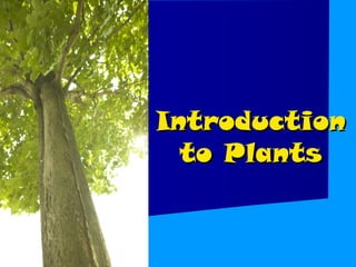 Introduction
  to Plants
 