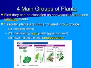 4 Main Groups of Plants
   First they can be classified as nonvascular plants and
    vascular plants
   Vascular plants are further divided into 3 groups:
    –   (1) seedless plants
    –   (2) nonflowering seed plants (gymnosperms)
    –   (3) flowering seed plants (angiosperms )
 