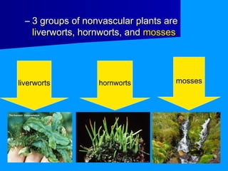– 3 groups of nonvascular plants are
    liverworts, hornworts, and mosses




liverworts         hornworts         mosses
 