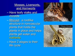 Mosses, Liverworts,
         and Hornworts
– Have leafy stalks and
  rhizoids
– Rhizoid: a rootlike
  structure in nonvascular
  plants that holds the
  plants in place and helps
  plants get water and
  nutrients
– Have 2 stages to their
  life cycle
 