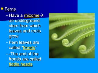  Ferns

  – Have a rhizome
    an underground
    stem from which
    leaves and roots
    grow
  – Fern leaves are
    called “fronds”
  – -The end of the
    fronds are called
    fiddle heads
 