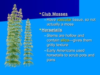  Club Mosses
   – Have vascular tissue, so not
     actually a moss
 Horsetails
   – Stems are hollow and
     contain silica—gives them
     gritty texture
   – Early Americans used
     horsetails to scrub pots and
     pans
 