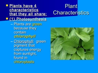    Plants have 4               Plant
    characteristics
    that they all share:    Characteristics
   (1) Photosynthesis
     – Plants are green
       because they
       contain
       chlorophyll
     – Chlorophyll: green
       pigment that
       captures energy
       from sunlight,
       found in
       chloroplasts
 