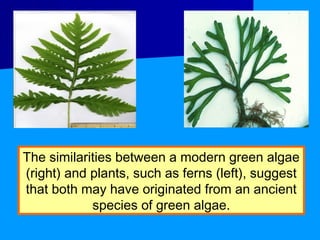 The similarities between a modern green algae
(right) and plants, such as ferns (left), suggest
that both may have originated from an ancient
            species of green algae.
 