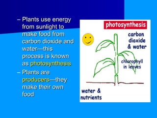 – Plants use energy
  from sunlight to
  make food from
  carbon dioxide and
  water—this
  process is known
  as photosynthesis
– Plants are
  producers—they
  make their own
  food
 
