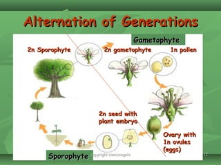 1212
Alternation of GenerationsAlternation of Generations
2n Sporophyte2n Sporophyte 2n gametophyte2n gametophyte 1n pollen1n pollen
Ovary withOvary with
1n ovules1n ovules
(eggs)(eggs)
2n seed with2n seed with
plant embryoplant embryo
SporophyteSporophyte
GametophyteGametophyte
copyright cmassengalecopyright cmassengale
 