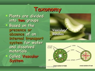 1414
TaxonomyTaxonomy
 Plants are dividedPlants are divided
intointo twotwo groupsgroups
 Based on theBased on the
presence orpresence or
absenceabsence of anof an
internal transportinternal transport
systemsystem for waterfor water
and dissolvedand dissolved
materialsmaterials
 CalledCalled VascularVascular
SystemSystem
VascularVascular
BundlesBundles
copyright cmassengalecopyright cmassengale
 