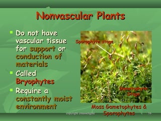 1616
Nonvascular PlantsNonvascular Plants
 Do not haveDo not have
vascular tissuevascular tissue
forfor supportsupport oror
conduction ofconduction of
materialsmaterials
 CalledCalled
BryophytesBryophytes
 Require aRequire a
constantly moistconstantly moist
environmentenvironment Moss Gametophytes &Moss Gametophytes &
SporophytesSporophytes
Sporophyte stageSporophyte stage
GametophyteGametophyte
StageStage
copyright cmassengalecopyright cmassengale
 