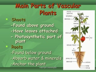 1919
Main Parts of VascularMain Parts of Vascular
PlantsPlants
 ShootsShoots
-Found above ground-Found above ground
-Have leaves attached-Have leaves attached
- Photosynthetic part of- Photosynthetic part of
plantplant
 RootsRoots
-Found below ground-Found below ground
-Absorb water & minerals-Absorb water & minerals
-Anchor the plant-Anchor the plant
copyright cmassengalecopyright cmassengale
 