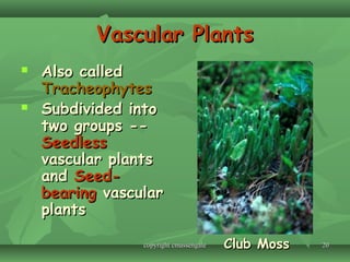 2020
Vascular PlantsVascular Plants
 Also calledAlso called
TracheophytesTracheophytes
 Subdivided intoSubdivided into
two groups --two groups --
SeedlessSeedless
vascular plantsvascular plants
andand Seed-Seed-
bearingbearing vascularvascular
plantsplants
Club MossClub Mosscopyright cmassengalecopyright cmassengale
 