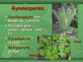 2323
GymnospermsGymnosperms
 ConiferophytaConiferophyta areare
known as conifersknown as conifers
 Includes pine,Includes pine,
cedar, spruce, andcedar, spruce, and
firfir
 CycadophytaCycadophyta ––
cycadscycads
 GinkgophytaGinkgophyta --
ginkgoginkgo
GinkgoGinkgo
CycadCycad
copyright cmassengalecopyright cmassengale
 