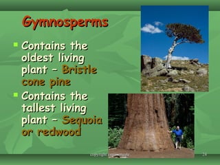 2424
GymnospermsGymnosperms
 Contains theContains the
oldest livingoldest living
plant –plant – BristleBristle
cone pinecone pine
 Contains theContains the
tallest livingtallest living
plant –plant – SequoiaSequoia
or redwoodor redwood
copyright cmassengalecopyright cmassengale
 