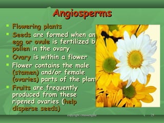 2525
AngiospermsAngiosperms
 Flowering plantsFlowering plants
 SeedsSeeds are formed when anare formed when an
egg or ovuleegg or ovule is fertilized byis fertilized by
pollenpollen in the ovaryin the ovary
 OvaryOvary is within a floweris within a flower
 Flower contains the maleFlower contains the male
(stamen)(stamen) and/or femaleand/or female
(ovaries)(ovaries) parts of the plantparts of the plant
 FruitsFruits are frequentlyare frequently
produced from theseproduced from these
ripened ovaries (ripened ovaries (helphelp
disperse seeds)disperse seeds)
copyright cmassengalecopyright cmassengale
 