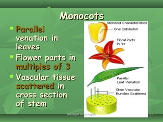 2727
MonocotsMonocots
 ParallelParallel
venation invenation in
leavesleaves
 Flower parts inFlower parts in
multiples of 3multiples of 3
 Vascular tissueVascular tissue
scatteredscattered inin
cross sectioncross section
of stemof stem
copyright cmassengalecopyright cmassengale
 