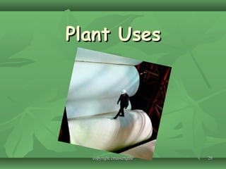 2929
Plant UsesPlant Uses
copyright cmassengalecopyright cmassengale
 