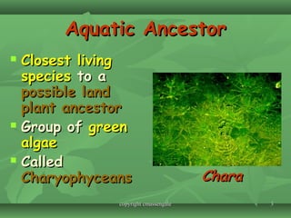 33
Aquatic AncestorAquatic Ancestor
 Closest livingClosest living
speciesspecies to ato a
possible landpossible land
plant ancestorplant ancestor
 Group ofGroup of greengreen
algaealgae
 CalledCalled
CharyophyceansCharyophyceans CharaChara
copyright cmassengalecopyright cmassengale
 