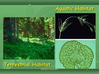 55
Terrestrial HabitatTerrestrial Habitat
Aquatic HabitatAquatic Habitat
copyright cmassengalecopyright cmassengale
 