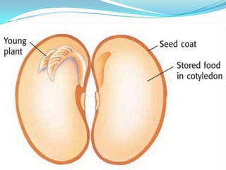 Introduction To Plants