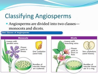 Introduction To Plants