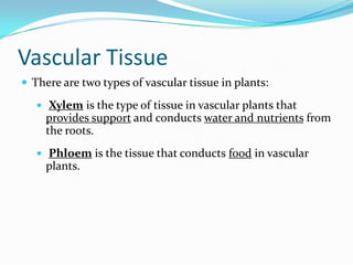 Introduction To Plants
