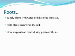Introduction To Plants