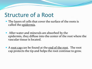 Introduction To Plants