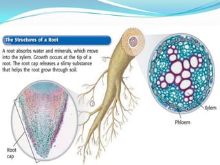 Introduction To Plants