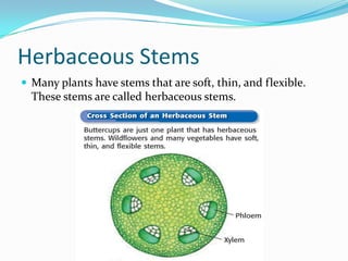 Introduction To Plants