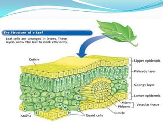 Introduction To Plants