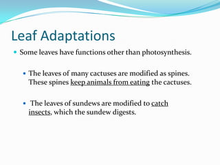 Introduction To Plants