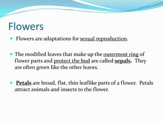 Introduction To Plants