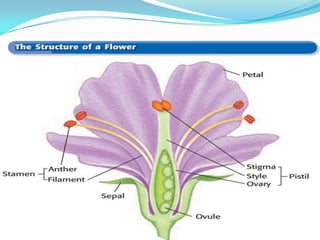 Introduction To Plants